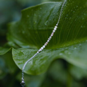 Lunaria